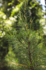 Fototapeta premium close up of pine needles