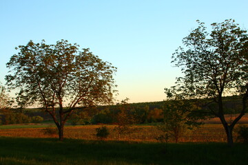 Naklejka premium A field with trees and grass