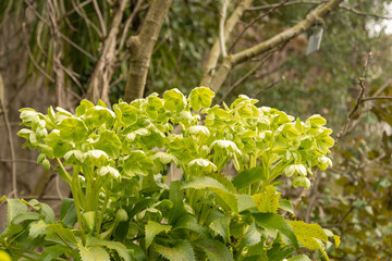 Holly leaved hellebore or Helleborus Argutifolius plant in Zurich in Switzerland