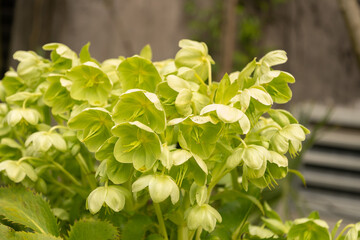 Holly leaved hellebore or Helleborus Argutifolius plant in Zurich in Switzerland