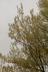 Box elder or Acer Negundo tree in Zurich in Switzerland
