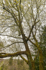 Box elder or Acer Negundo tree in Zurich in Switzerland