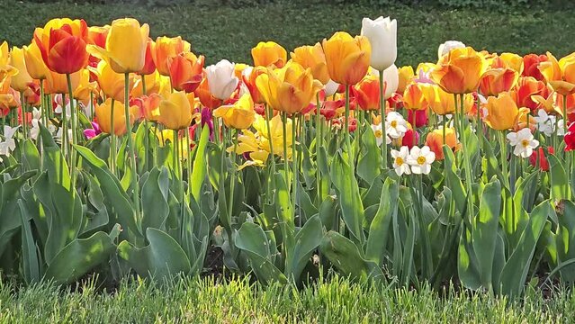 Colorful tulips blooming in the garden on a beautiful spring sunny day