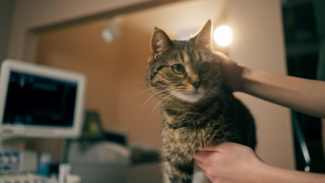 close-up in a veterinary clinic the owner's female hands caress the cat