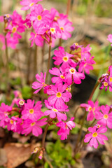 Rosy primrose or Primula Rosea flowers in Zurich in Switzerland