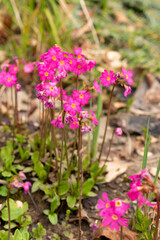 Obraz premium Rosy primrose or Primula Rosea flowers in Zurich in Switzerland