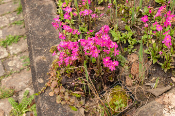 Rosy primrose or Primula Rosea flowers in Zurich in Switzerland