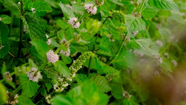 mint bloom in the garden. Selective focus.