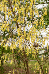 Corylopsis Himalayana plant in Zurich in Switzerland