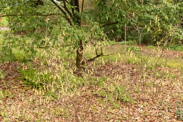 Corylopsis Himalayana plant in Zurich in Switzerland