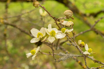 Parrotiopsis Jaquemontiana plant in Zurich in Switzerland