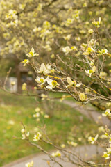 Parrotiopsis Jaquemontiana plant in Zurich in Switzerland