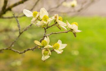 Parrotiopsis Jaquemontiana plant in Zurich in Switzerland