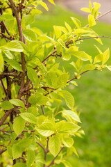 Magnolia berry or Schisandra Chinensis plant in Zurich in Switzerland