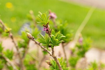 Daphne Mezereum plant in Zurich in Switzerland