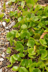 European wild ginger or Asarum Europaeum plant in Zurich in Switzerland