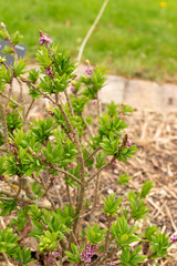 Daphne Mezereum plant in Zurich in Switzerland