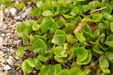 European wild ginger or Asarum Europaeum plant in Zurich in Switzerland