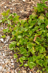 European wild ginger or Asarum Europaeum plant in Zurich in Switzerland
