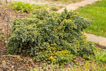 Fototapeta na wymiar Flaky juniper or Juniperus Squamata plant in Zurich in Switzerland