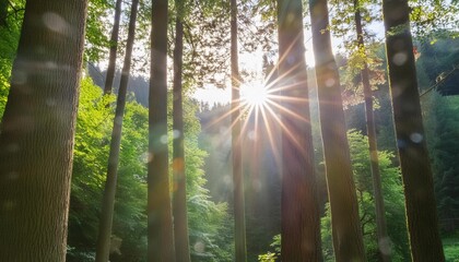 the sun shines brightly through the trees in the middle of a forest filled with lots of tall green trees