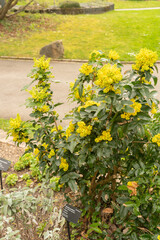 Oregon grape or Berberis Aquifolium plant in Zurich in Switzerland