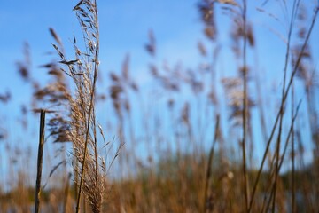 Fototapeta premium golden dry reed on the lake, marram gras