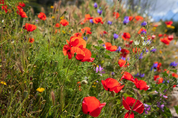 Wildflower meadow with poppy flowers - obrazy, fototapety, plakaty
