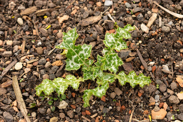 Mary thistle or Silybum Marianum plant in Zurich in Switzerland