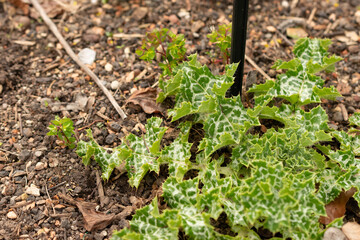 Mary thistle or Silybum Marianum plant in Zurich in Switzerland