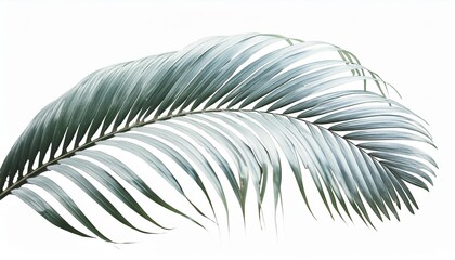 green curved palm leaves isolated on transparent background texture overlay for vacation relaxation travel and wellness