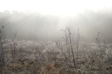 misty morning field autumn