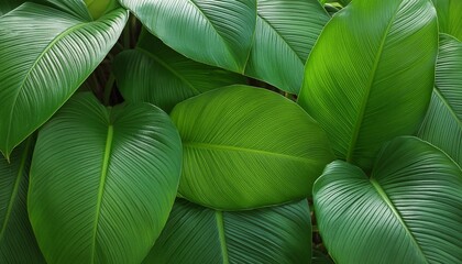 vector tropical frames green leaves wallpaper pictures background hd