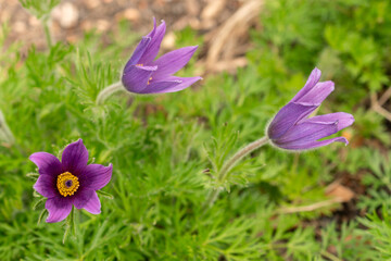 Fototapeta premium Pasqueflower or Anemone Pulsatilla plant in Zurich in Switzerland