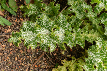 Mary thistle or Silybum Marianum plant in Zurich in Switzerland