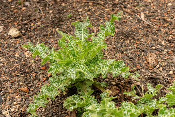 Mary thistle or Silybum Marianum plant in Zurich in Switzerland