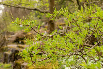 Common pearlbush or Exochorda Korolkowii plant in Zurich in Switzerland