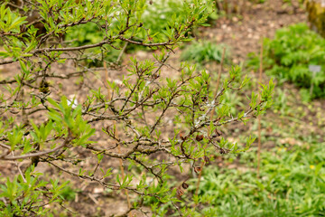 Common pearlbush or Exochorda Korolkowii plant in Zurich in Switzerland