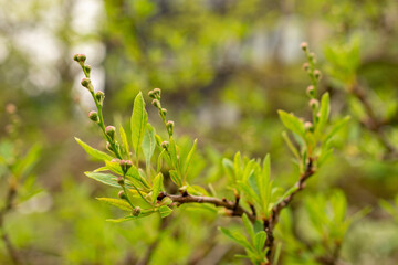 Common pearlbush or Exochorda Korolkowii plant in Zurich in Switzerland