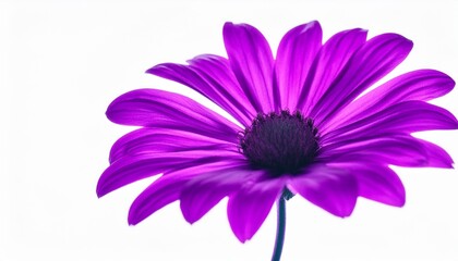 neon purple trippy flower isolated on white background