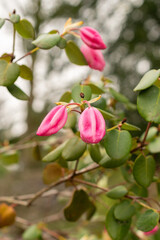 Rhododendron Williamsianum plant in Zurich in Switzerland