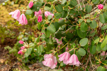 Rhododendron Williamsianum plant in Zurich in Switzerland