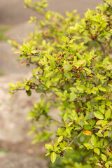 Rhododendron Sichotense plant in Zurich in Switzerland