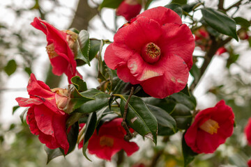 Camellia Japonica plant in Zurich in Switzerland