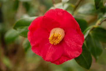 Fototapeta premium Camellia Japonica plant in Zurich in Switzerland