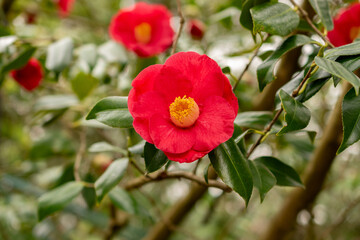 Camellia Japonica plant in Zurich in Switzerland