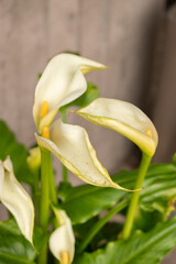 Fototapeta premium Calla lily or Zantedeschia Aethiopica plant in Zurich in Switzerland