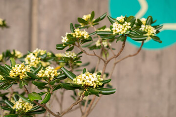 Rough fruited pittosporum or Pittosporum Revolutum plant in Zurich in Switzerland