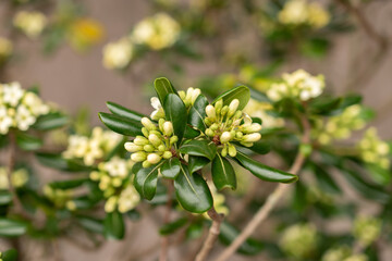 Fototapeta premium Rough fruited pittosporum or Pittosporum Revolutum plant in Zurich in Switzerland