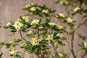 Rough fruited pittosporum or Pittosporum Revolutum plant in Zurich in Switzerland
